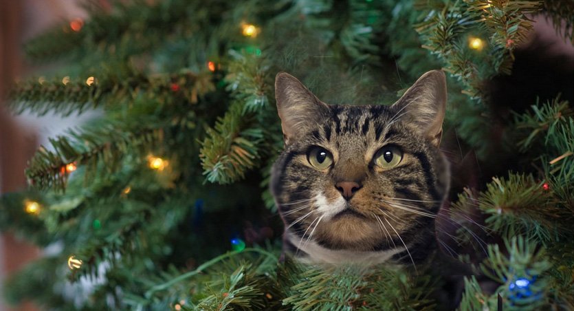 Christmas Cat with Santa Hat