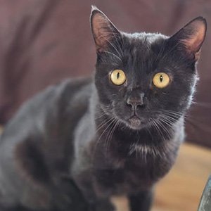 Jet