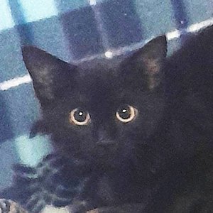 Lilu