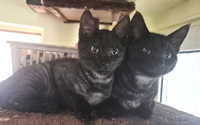 Phantom & Shadow