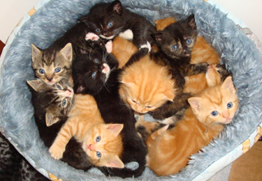 Ten Kittens in a Basket